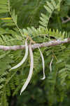 Honey locust